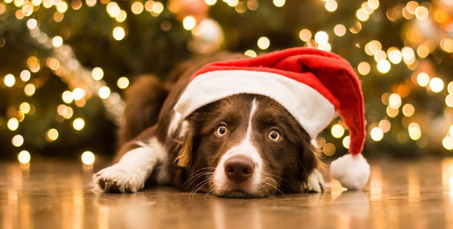 собака, пол, елка, гирлянды, фото