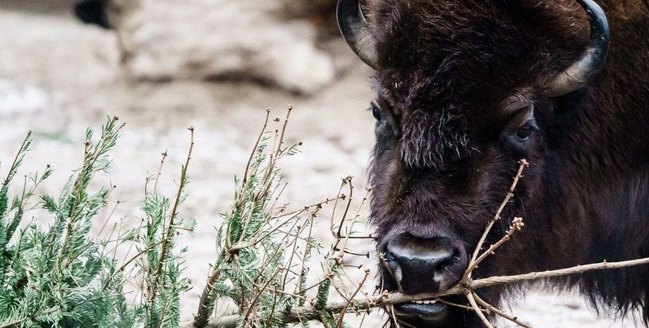 Бизон , зоопарк, хвоя