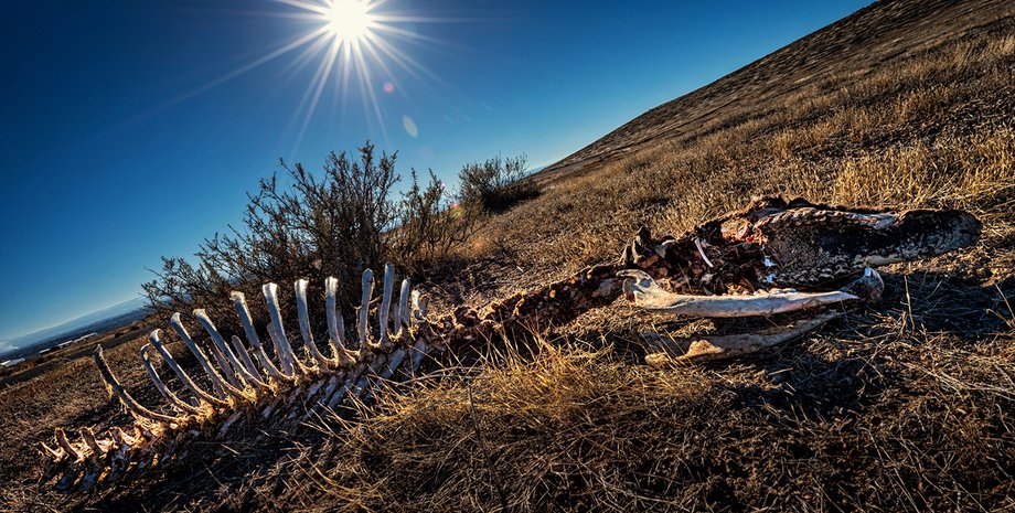 Фото: Hillary Kladke/Getty Images
