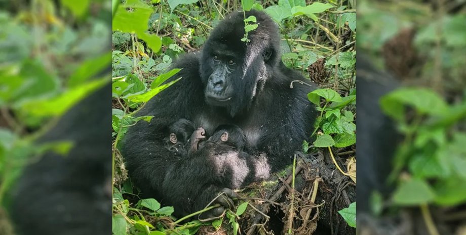 гірська горила дитинчата близнюки