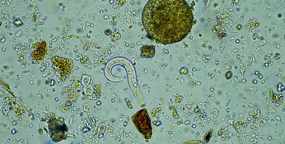 микроскоп микроорганизмы