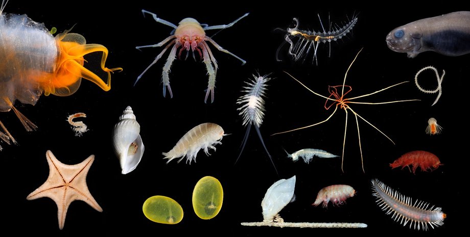 Фото: Schmidt Ocean Institute