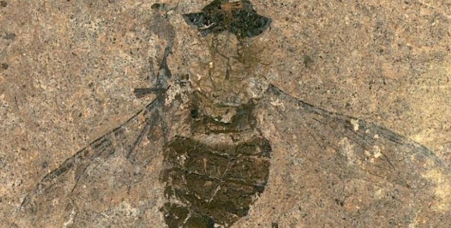 окаменелость, муха, пыльца