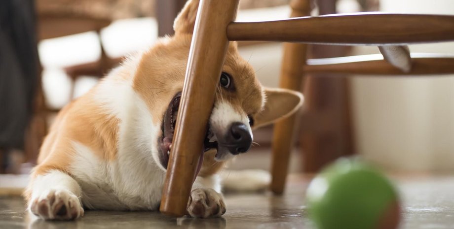 Собака гризе меблі які породи собак гризуть меблі
