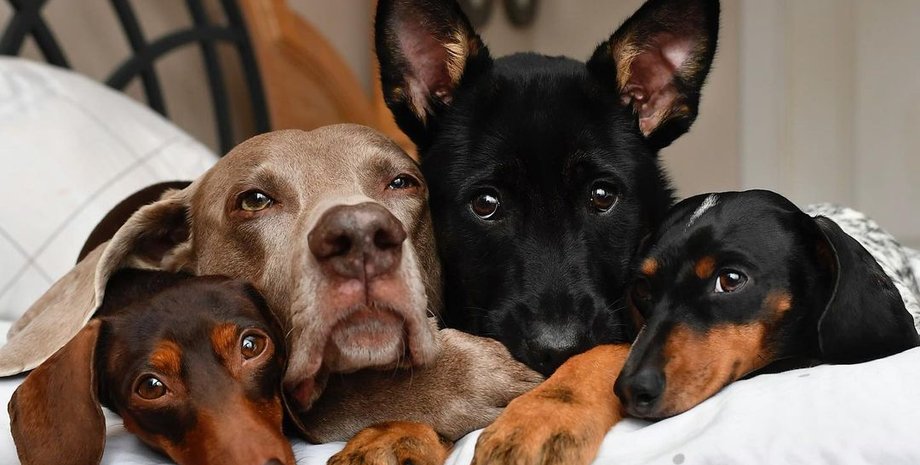 новый коронавирус