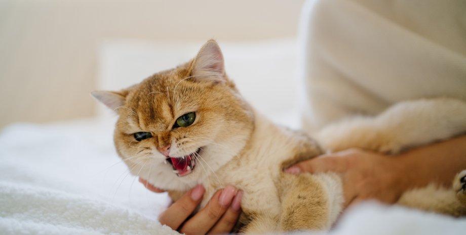 кішка, шерсть, гоління