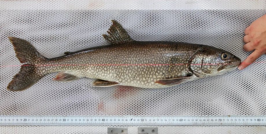 самая старая озерная форель