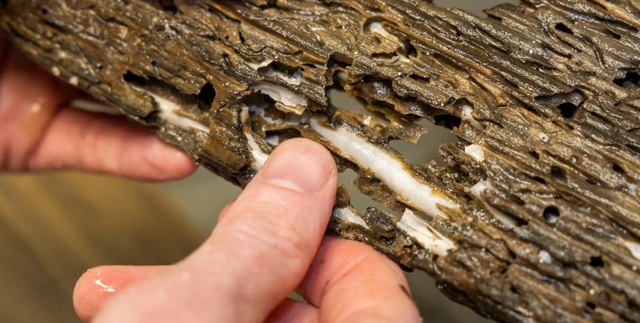 корабельний черв'як