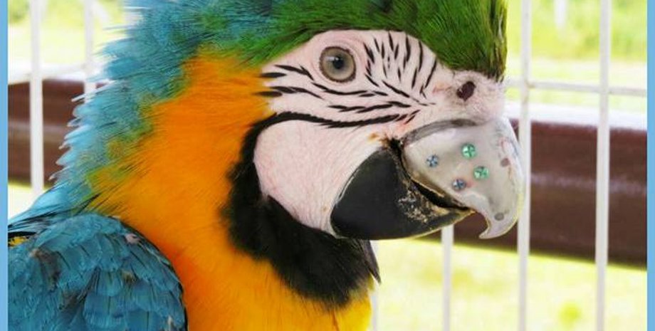 Фото: facebook.com/cetasunimonte