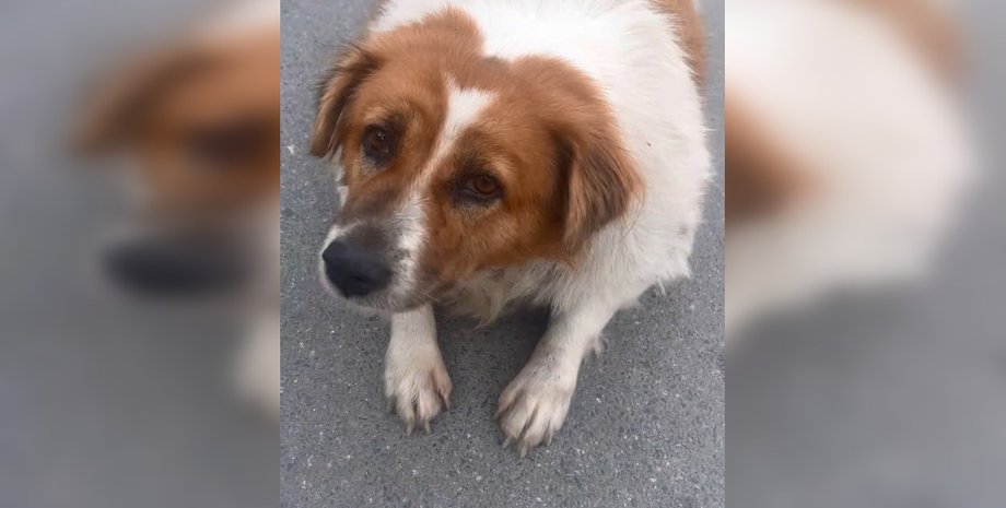 Собака з Таїланду, історія Таїланд, Таїланд пес, порятунок собаки, історія собаки, порятунок пса, хворий пес, собака ожиріння