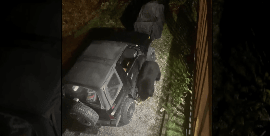 Медведь, животное, машина, автомобиль, газировка,