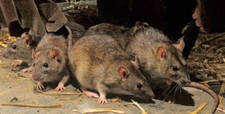 Австралия, тюрьма, мыши, грызуны, эвакуация,