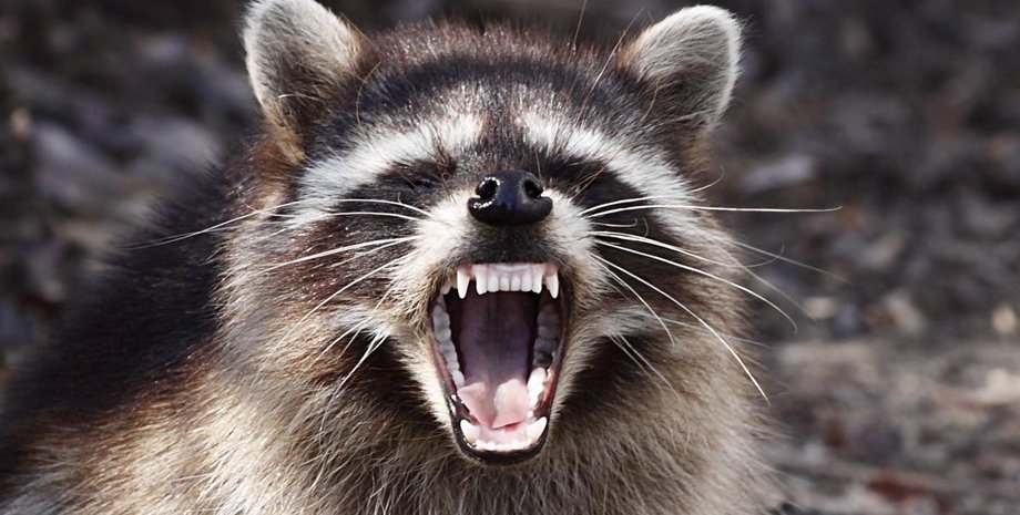 Фото: nydailynews.com