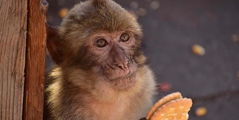 макаки печиво