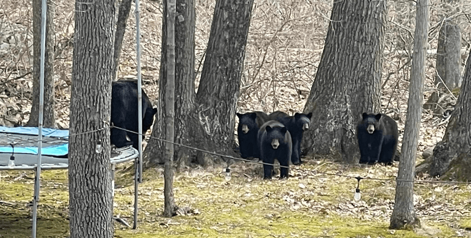 медведи охота