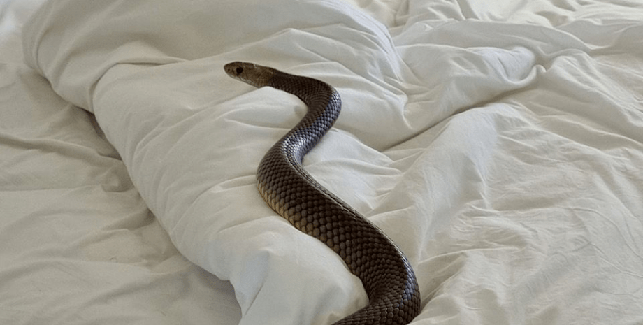 Змія, ліжко, постіль, отруйна змія
