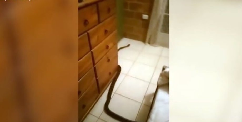 Фото: кадр из видео