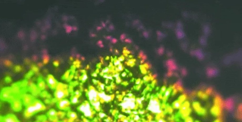 бактерии, цвет бактерий, бактерии цвет