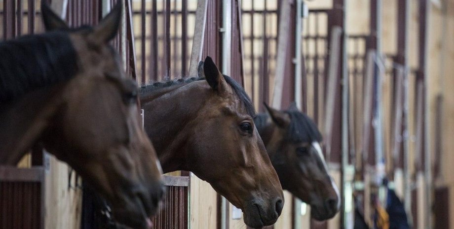 взрывы, обстрелы, лошади,