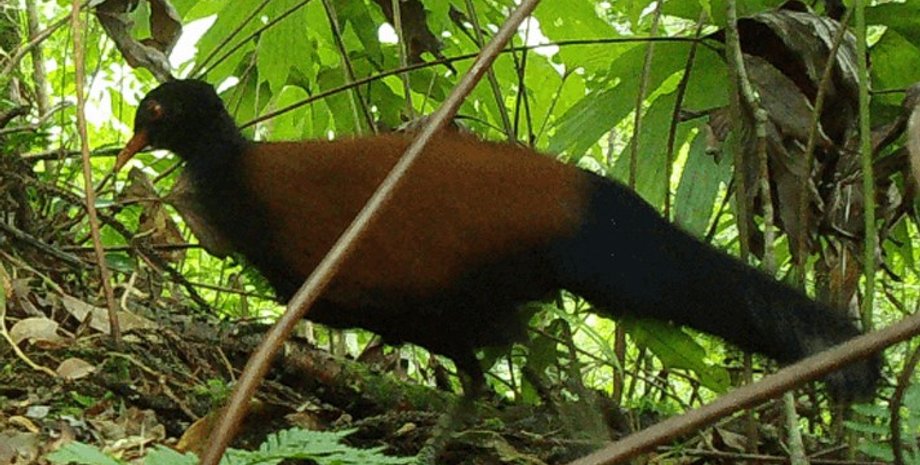 голубь-фазан