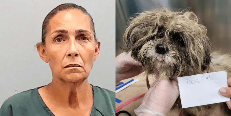 Женщина выбросила собак в поле, не могла справиться, выбросила животных, хозяйку собак арестовали, нашли под деревом, собаки