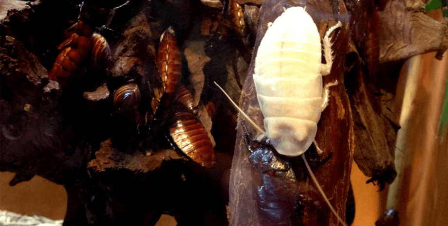 білий тарган, тарган-альбінос, линька тарганів, екзоскелет тарганів, життєвий цикл тарганів, дефіцит меланіну, пігмент, альбінос, комахи, тварини, природа