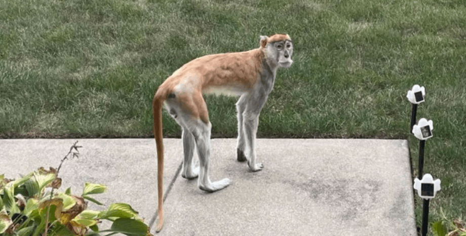 мавпа примат