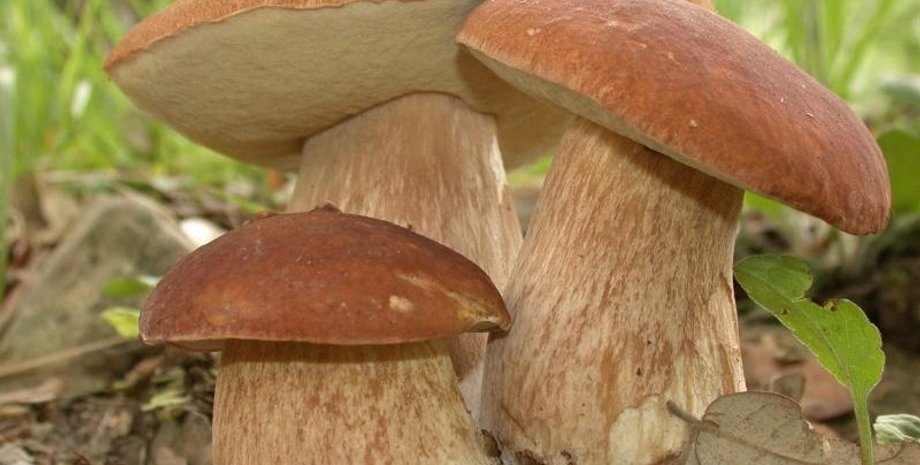 Иллюстративное фото