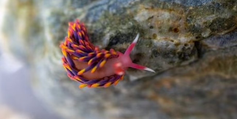 радужный морской слизень, красочный морской слизень, разноцветный морской слизень