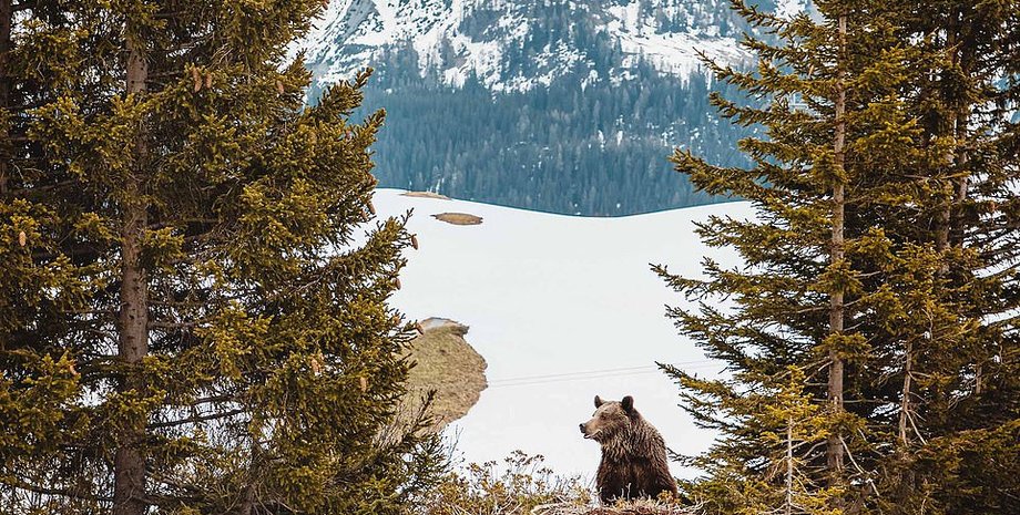 новости мира, сша, охотник, медведь упал на охотника, медведь убил охотника, медведь убил охотника