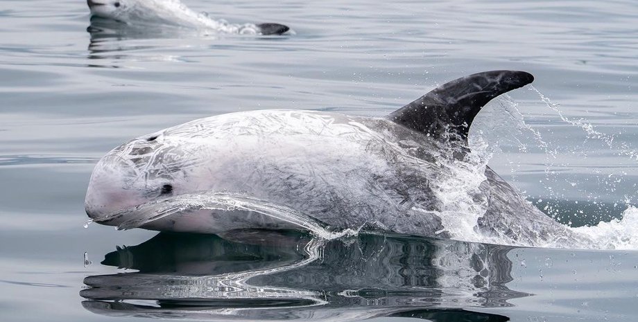 косатки и дельфины, косатки дельфины,