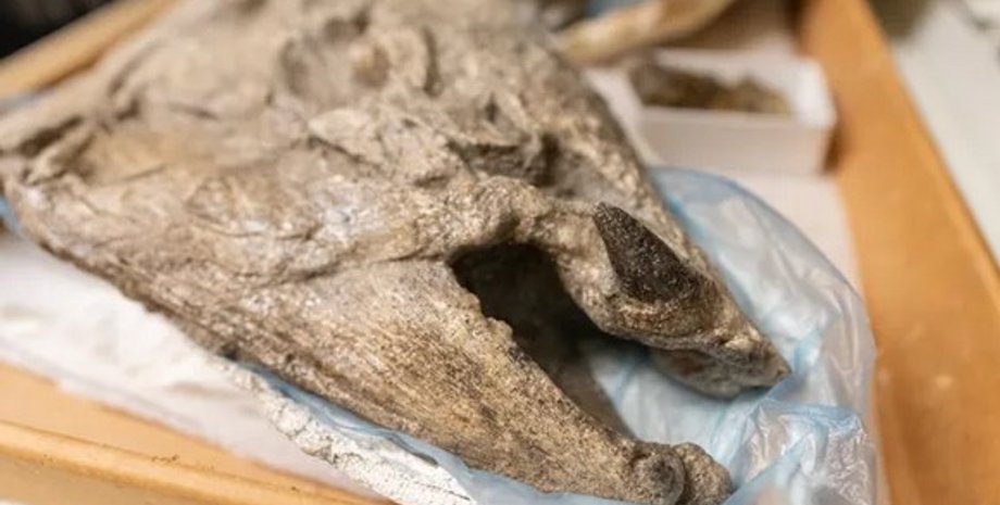 стародавній лосось