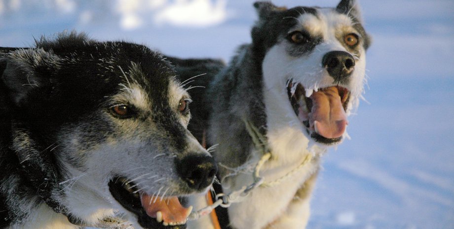 собаки, волки, лай, вой