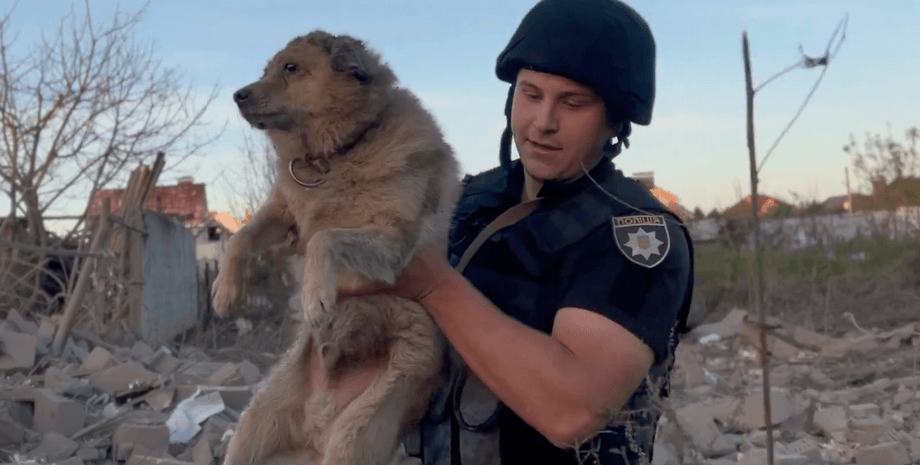 Новини Суми, новини Суми сьогодні, удар по Сумам, порятунок собаки, ДСНС врятували собаку, дістали з-під уламків собаку