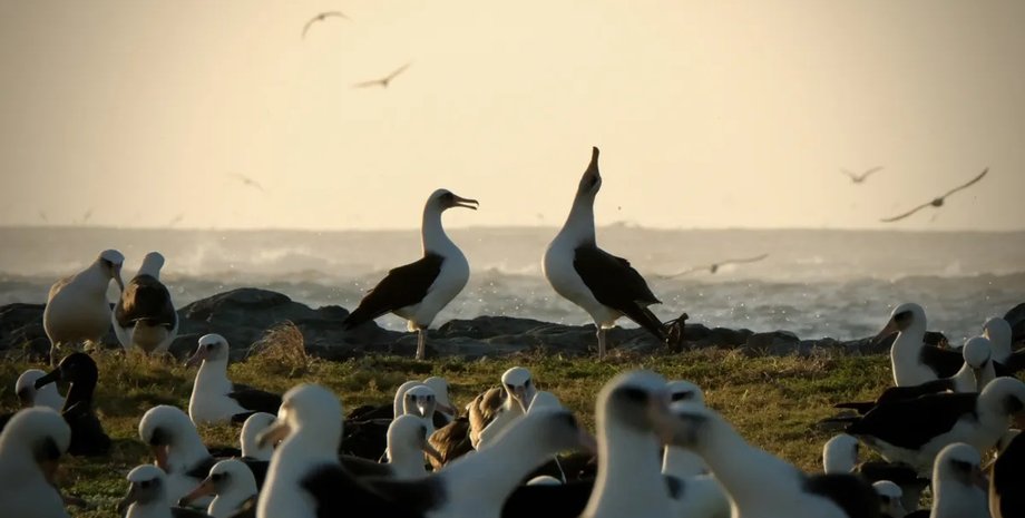 темноспинний альбатрос