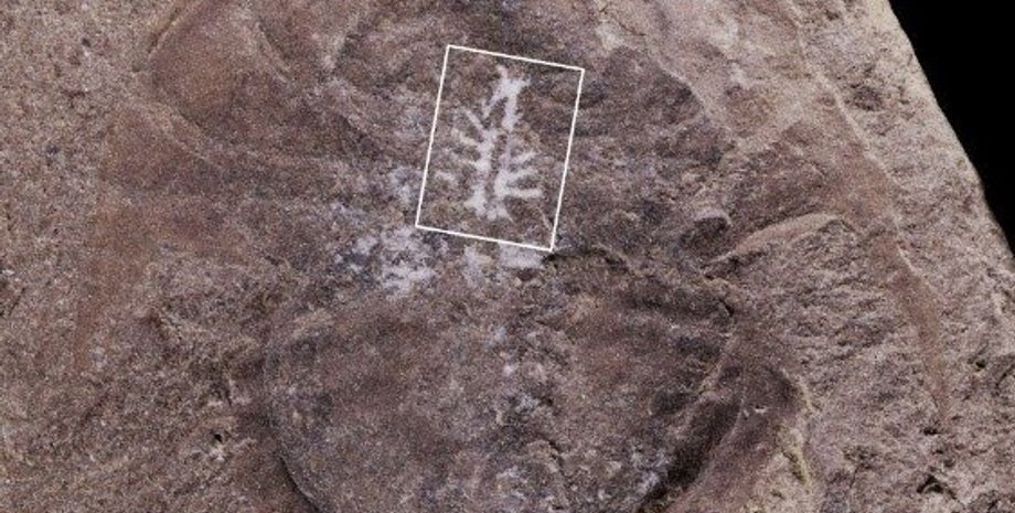 Окаменелость мечехвоста