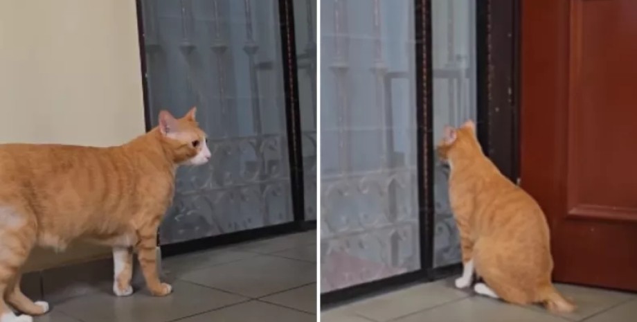 Після розриву стосунків пари кіт сумує за чоловіком кіт сумує