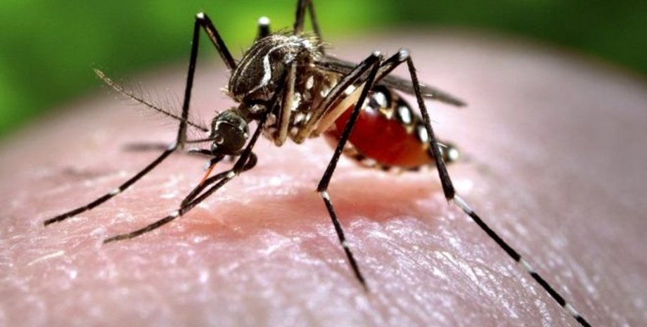 Иллюстративное фото