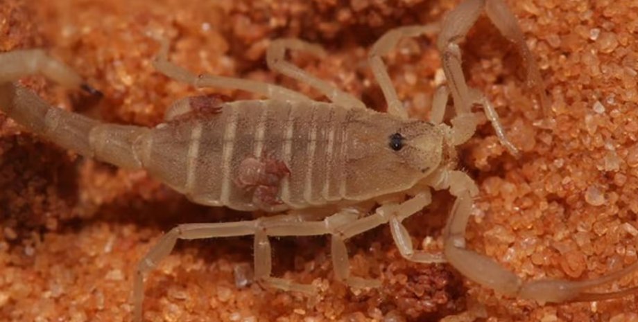 скорпион, псевдоскорпион