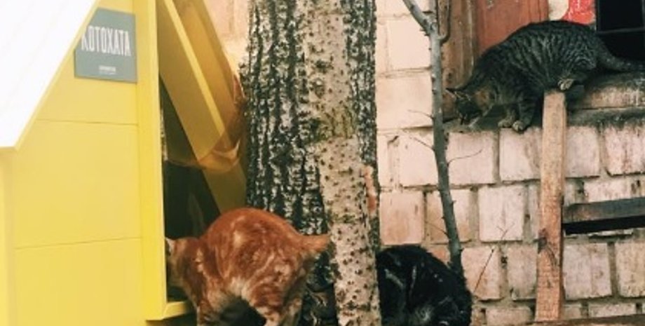 Фото: facebook.com/kotokhatakyiv