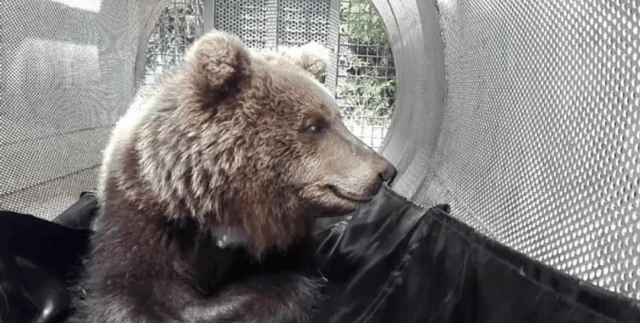 Ведмедиця, тварина, клітина,