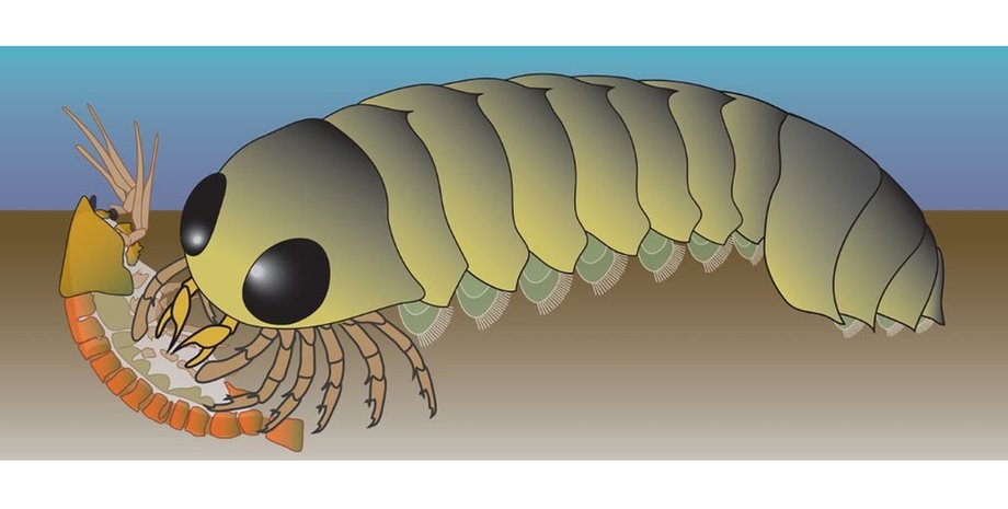 Mollisonia symmetrica древній вид