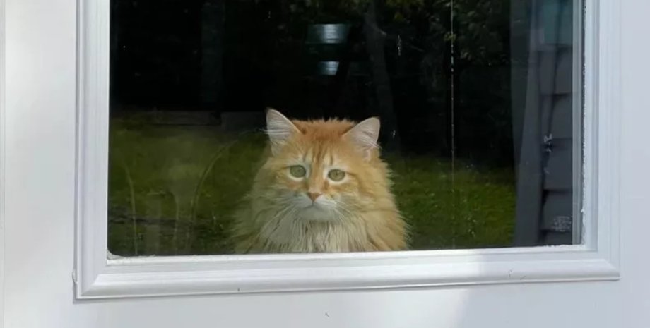 Кошка смотрит в окно, кошка, коты, животные, домашние животные, переезд с животными, реальный мир, реакция кошки, соцсети