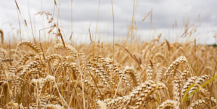 Flickr/Daniel Taylor