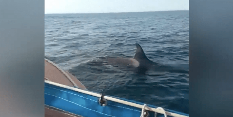 Косатка нападает на яхту