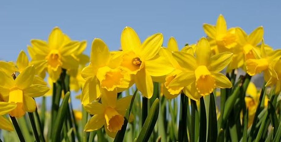 нарциссизм, типы нарциссов, напыщенный нарциссизм, уязвимый нарциссизм, нарциссическое расстройство личности, понимание нарциссизма, черты личности, психологические концепции, психология