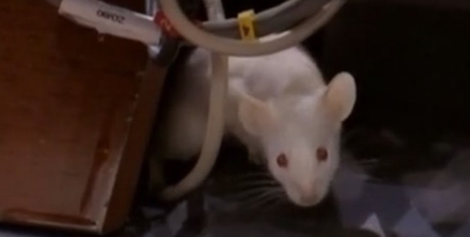 Фото: Скриншот из видео