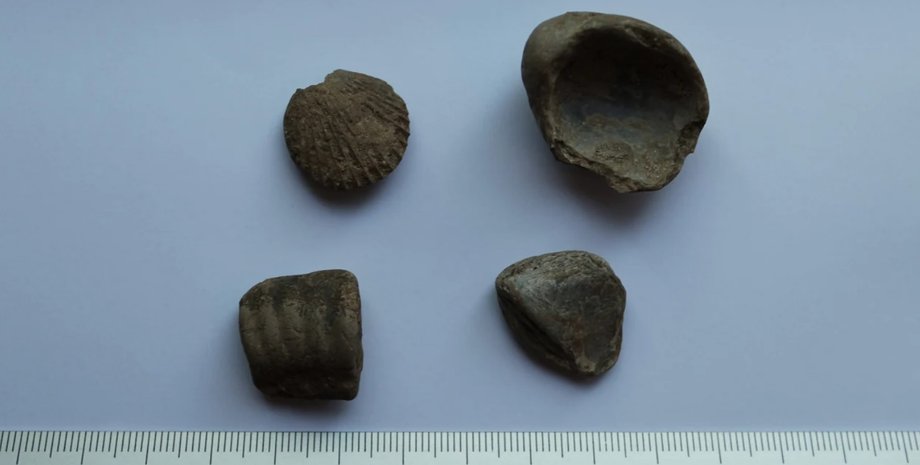 морские раковины, линейка, стол, фото