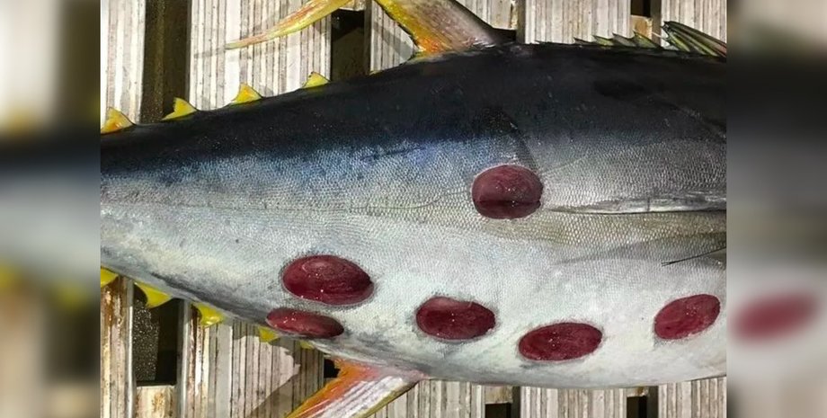 Тунец после укусов акул