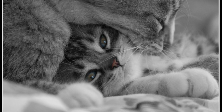 Фото: blogs.privet.ru